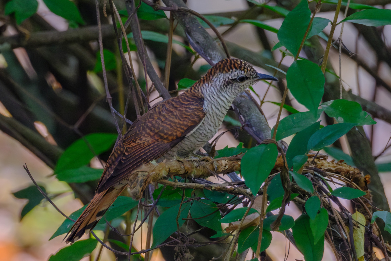 image Banded Bay Cuckoo